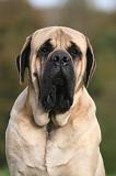 MASTIFF 340